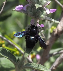 Xylocopa iris