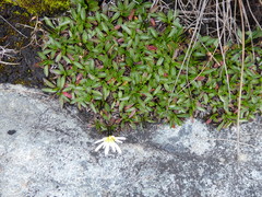 Hypochaeris taraxacoides