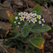 Hairy Heliotrope - Photo (c) Ron Frumkin, some rights reserved (CC BY-NC), uploaded by Ron Frumkin