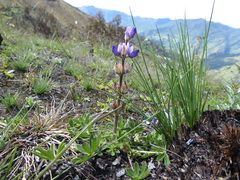 Lupinus microphyllus