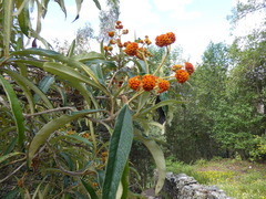 Buddleja incana
