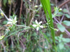 Arenaria soratensis