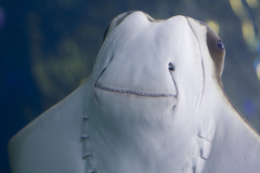 Golden Cownose Ray photo 3
