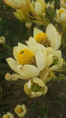 Alatosperma