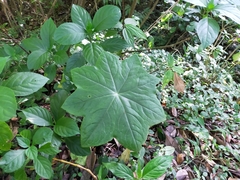 Dysosma pleiantha