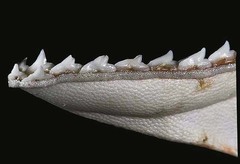 Pacific Sharpnose Shark photo 5