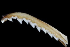 Pacific Sharpnose Shark photo 4