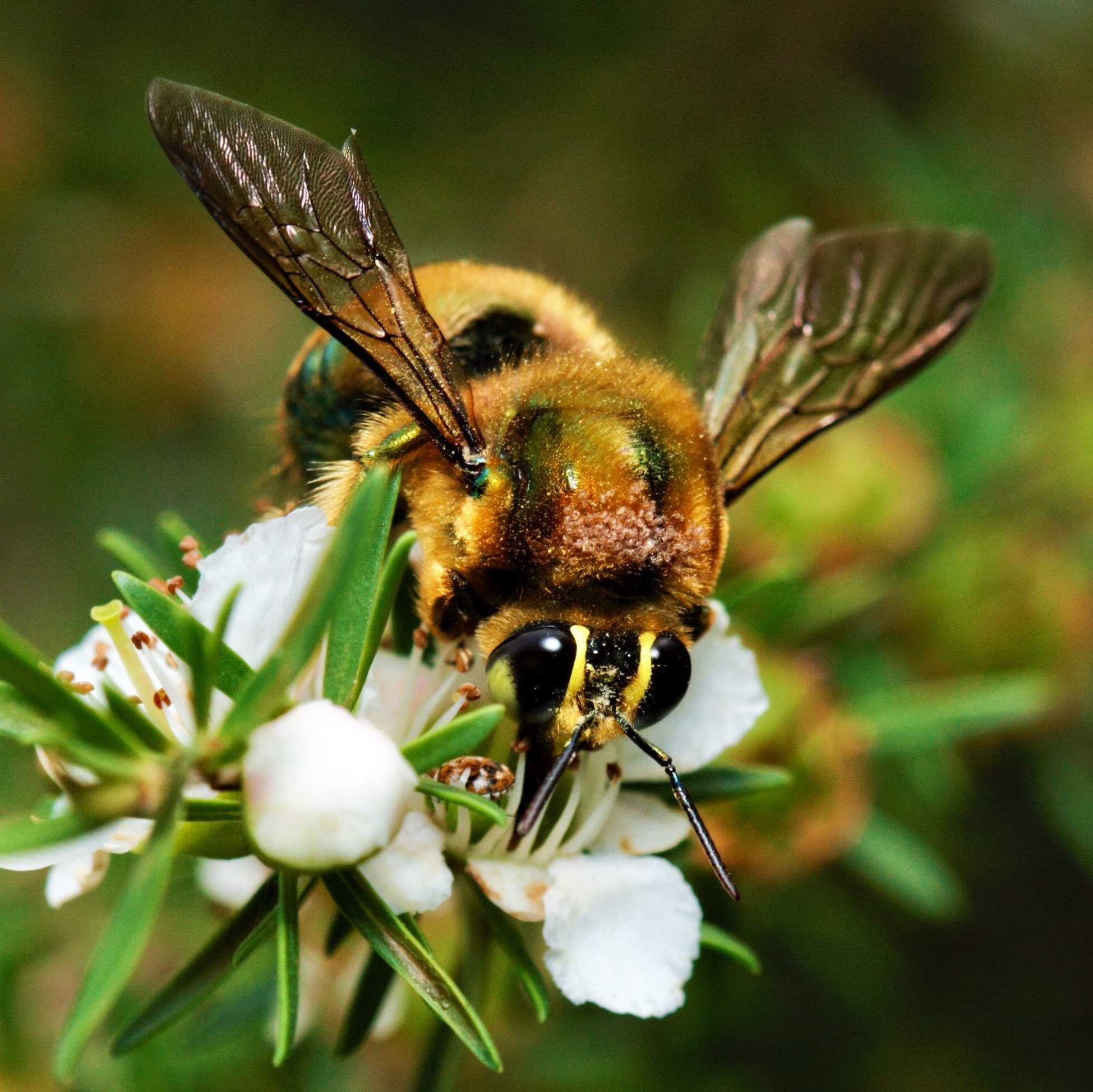 Golden-green Carpenter Bee (Xylocopa aerata) · iNaturalist