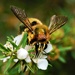 Golden-green Carpenter Bee - Photo (c) Tina Hanneman, some rights reserved (CC BY-NC), uploaded by Tina Hanneman