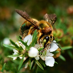 Xylocopa aerata