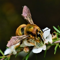 Xylocopa aerata