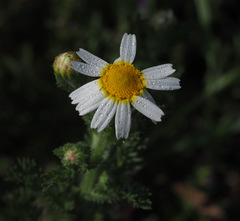Cladanthus mixtus