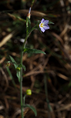 Convolvulus pentapetaloides