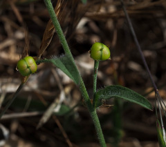 Convolvulus pentapetaloides