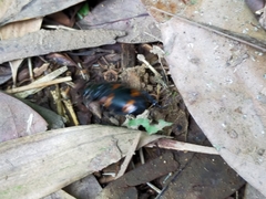 Nicrophorus nepalensis