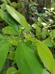 Euonymus nitidus
