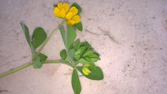 Lotus ornithopodioides