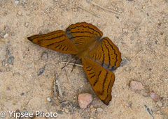 Pseudergolis wedah