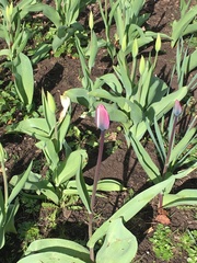 Tulipa