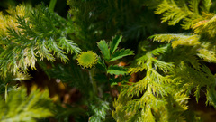 Leptinella plumosa