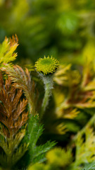 Leptinella plumosa