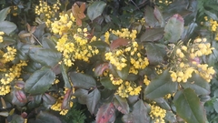 Berberis aquifolium