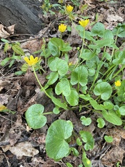 Ficaria verna