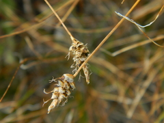 Carex filifolia