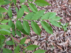 Picrasma quassioides