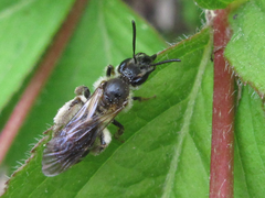 Andrena halictoides