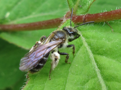 Andrena halictoides