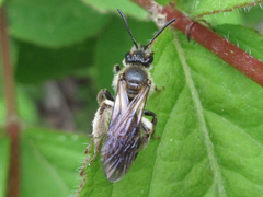 Andrena halictoides