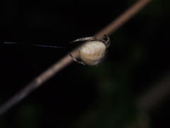 Araneus ventricosus
