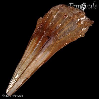 Pinna rugosa