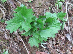 Ainsliaea acerifolia