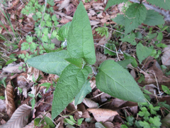 Scrophularia kakudensis
