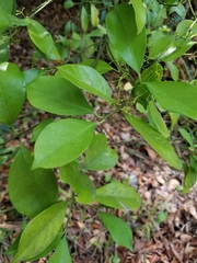 Euonymus nitidus