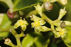 Causonis corniculata