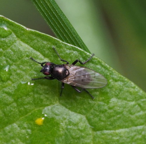 Crumomyia fimetaria · iNaturalist