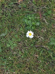 Bellis perennis