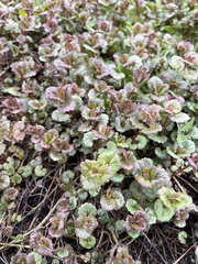 Glechoma hederacea