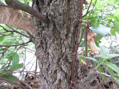 Quercus variabilis