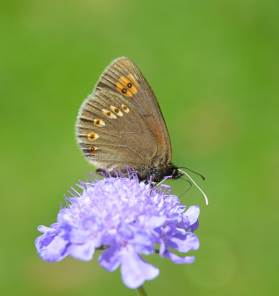 Almond Ringlet