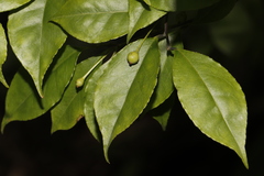 Ilex asprella