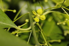 Euonymus nitidus