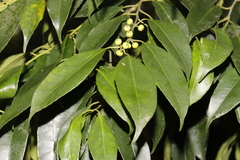 Ilex ficoidea
