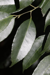 Ilex ficoidea