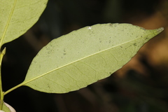 Ilex ficoidea