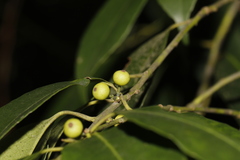 Ilex ficoidea