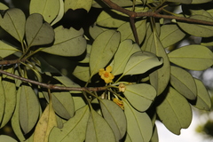 Ternstroemia